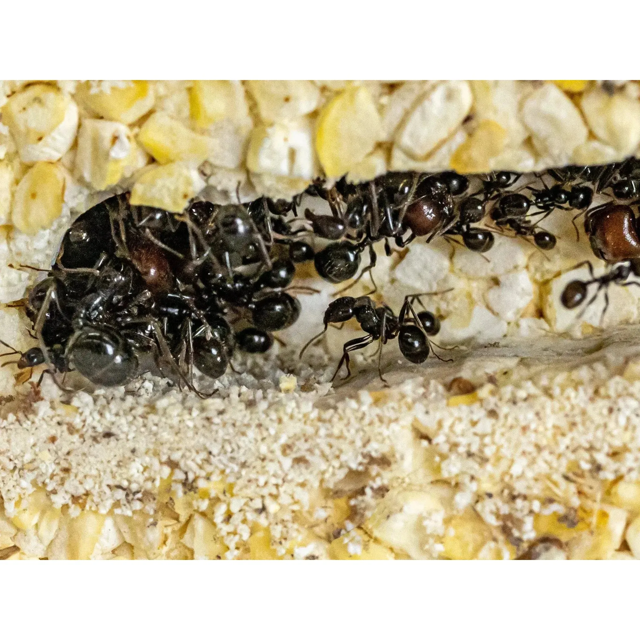 ANTCUBE Starter Set for Harvester Ants – L – Popcorn