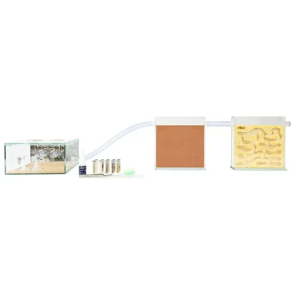 ANTCUBE Starter Set for Harvester Ants – L – Popcorn