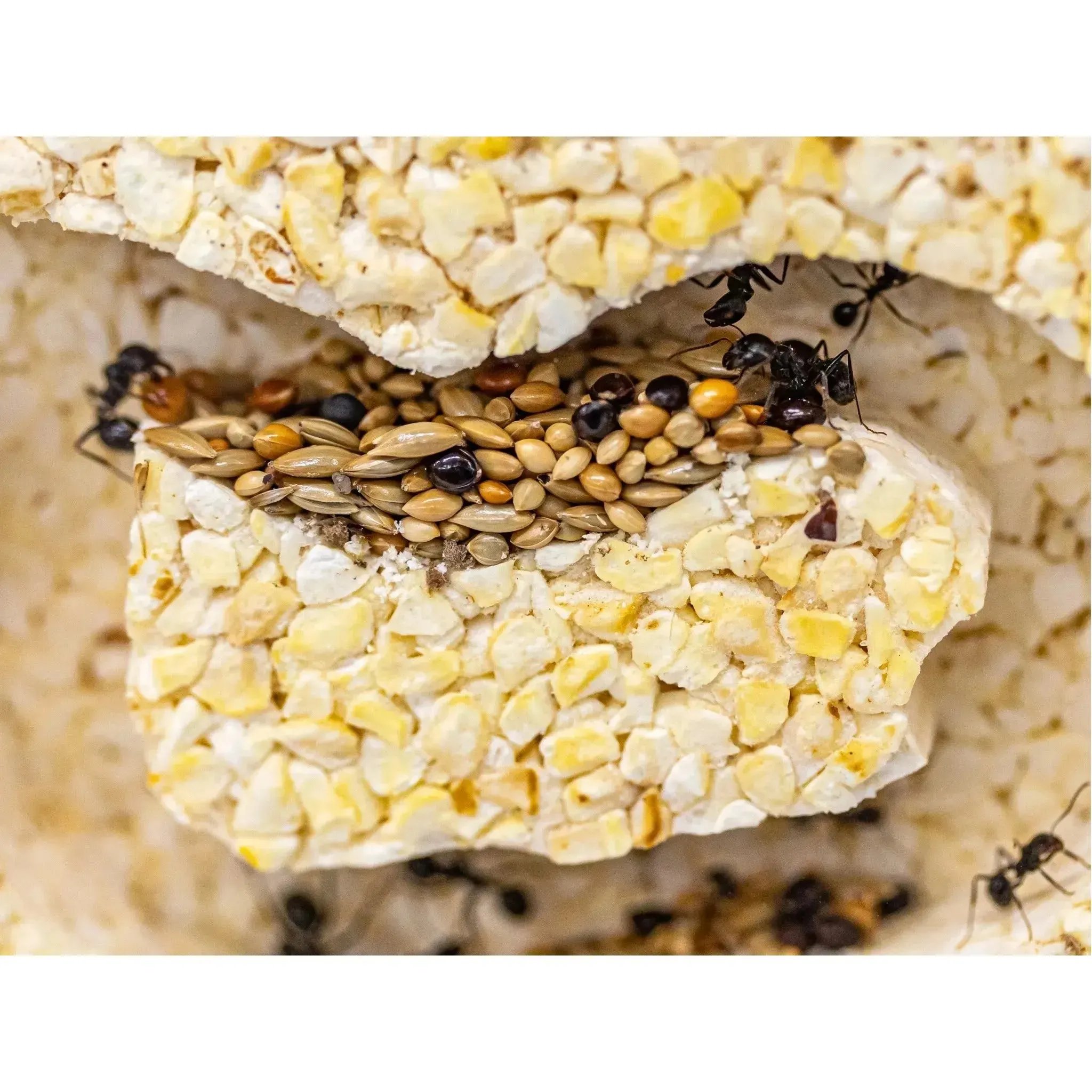 ANTCUBE Starter Set for Harvester Ants – L – Popcorn