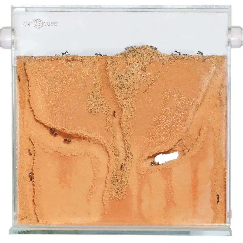 ANTCUBE Starter Set for Harvester Ants – L – Popcorn