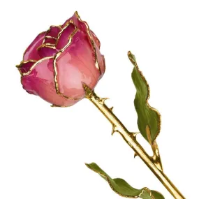 Lacquer Dipped 24k Gold Trim Pink Picasso Real Rose